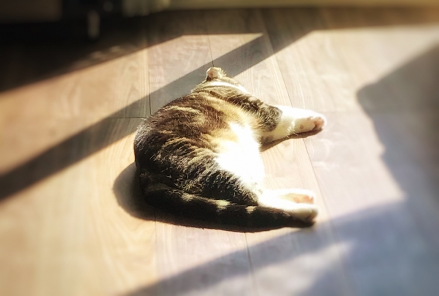 猫の肥満は病気のもと?肥満の見分け方やダイエットの方法を徹底解説【獣医師監修】 3 86736582830327379429dc40cb8e99b5