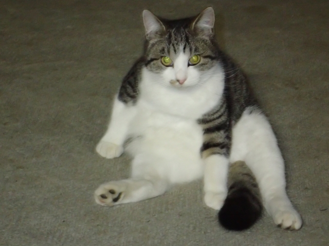 猫の肥満は病気のもと?肥満の見分け方やダイエットの方法を徹底解説【獣医師監修】 4 e25d6287ab1df525cb8264cb5054c71b