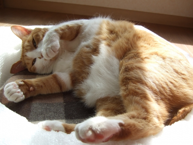 猫の肥満は病気のもと?肥満の見分け方やダイエットの方法を徹底解説【獣医師監修】 5 2e29c24dab093dc00568f9424a6f994e