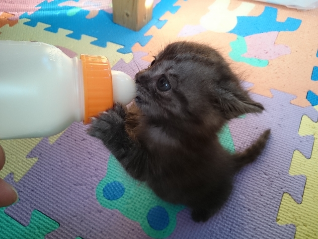 子猫にミルクを与える方法は?正しい量・頻度から注意点まで解説 1 528e155dcb2d34c5e4c4322c4704b067