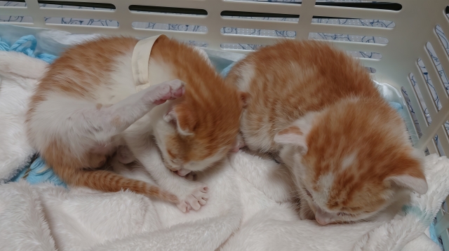 子猫にミルクを与える方法は?正しい量・頻度から注意点まで解説 2 b237d5bb7b611710b9bbb82be75ce06e