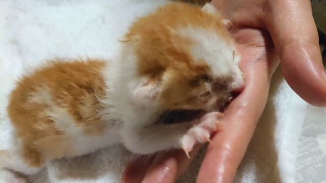子猫にミルクを与える方法は?正しい量・頻度から注意点まで解説 6 8ebf3e38f3fcd320e34ed2f39b03884d