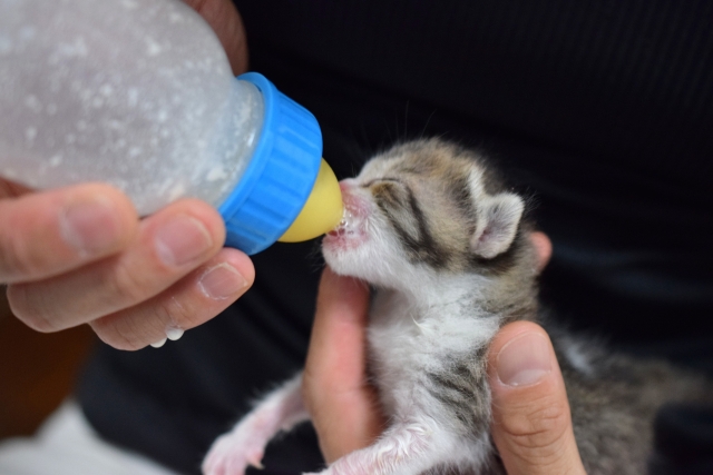 子猫にミルクを与える方法は?正しい量・頻度から注意点まで解説 7 6a62a468dcf8171899d8a379c722cb65
