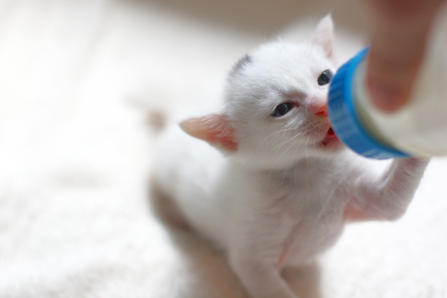 子猫にミルクを与える方法は?正しい量・頻度から注意点まで解説 8 7f0b4f7b7578b71cede282c3a59daf9d