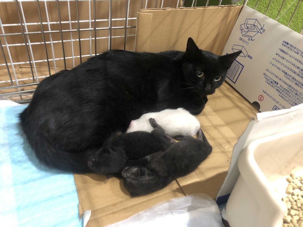 保護猫活動の現場から—タレント 小野真弓さん 4 4 1757817080607
