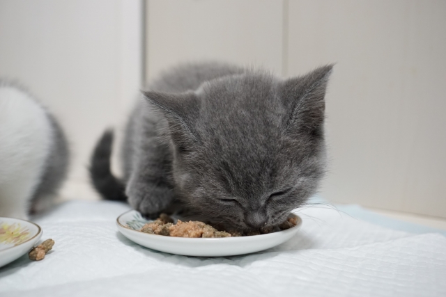 子猫の離乳食はいつから?フードの選び方や与え方、注意点を解説 1 8e097ecb45351cb9bcecd41f370b12ea