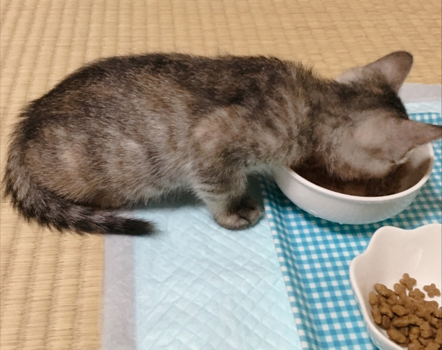 子猫の離乳食はいつから?フードの選び方や与え方、注意点を解説 2 acaee64bf01bca3136aee767b6135bd2