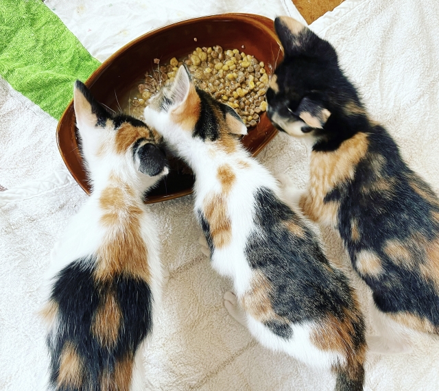 子猫の離乳食はいつから?フードの選び方や与え方、注意点を解説 3 3913307882b7bd6a415245eb880a7804