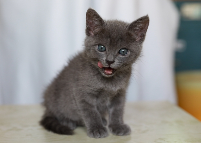 子猫の離乳食はいつから?フードの選び方や与え方、注意点を解説 5 c62f758b55fb2652ddb65143d2d3824b