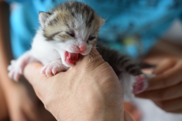 子猫の離乳食はいつから?フードの選び方や与え方、注意点を解説 6 c8f38a4d966d50f07f99e29da634575f