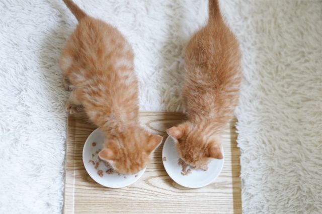 子猫の離乳食はいつから?フードの選び方や与え方、注意点を解説 7 343cafe4ba6d825e818e136ce7ae3f4d