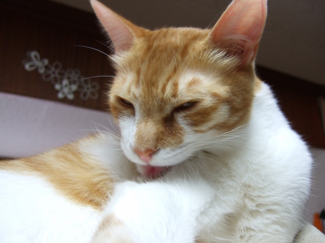 猫が毛玉を吐くのは普通?『毛球症』との見分け方と予防法を解説【獣医師監修】 2 3980597 s