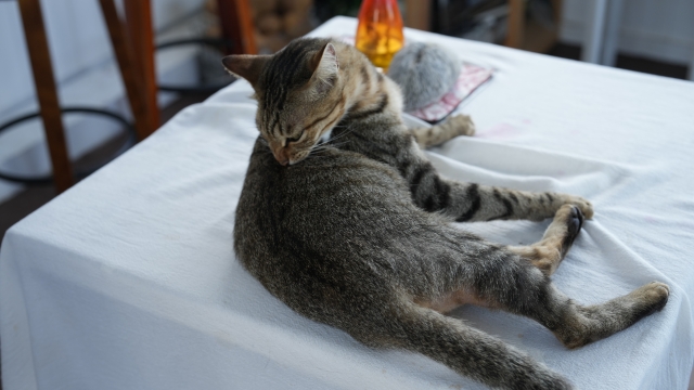 猫が毛玉を吐くのは普通?『毛球症』との見分け方と予防法を解説【獣医師監修】 3 32927381 s 1