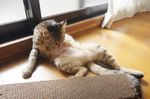 猫が毛玉を吐くのは普通?『毛球症』との見分け方と予防法を解説【獣医師監修】 6 25954019 s