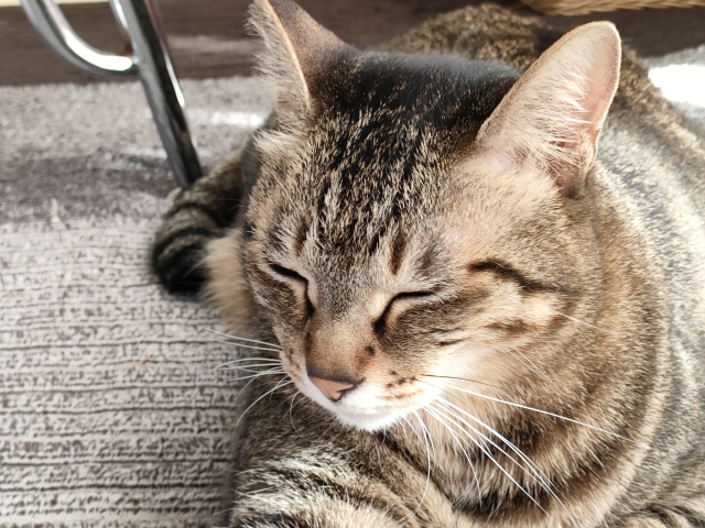 50851351a573992921f2c96d33f2ad57