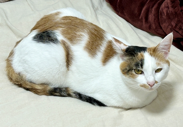 猫がご飯を食べない!考えられる原因と今すぐできる対処法を解説 3 84948a08d43dc44e0caba31d7629b5b0