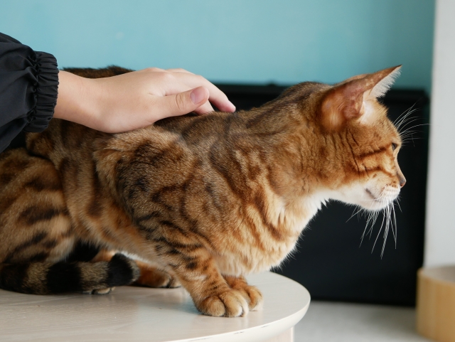 猫がご飯を食べない!考えられる原因と今すぐできる対処法を解説 4 225e681e20a5cbfbd76d6b782503c292