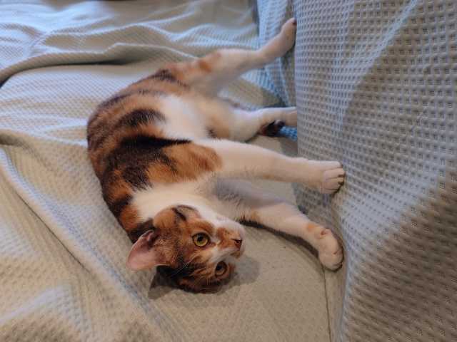 猫がご飯を食べない!考えられる原因と今すぐできる対処法を解説 5 39b59d4334cef9da90122d27f8c363da