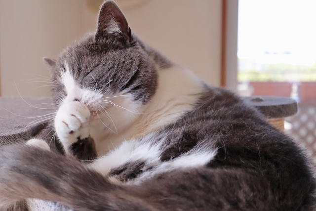 猫がくしゃみをする原因は?|病気のサインを見逃さないためのポイントを解説【獣医師監修】 1 252d935a15ea1b0cfaaa437dc045d90d