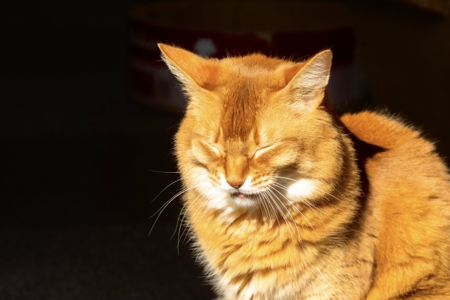 猫がくしゃみをする原因は?|病気のサインを見逃さないためのポイントを解説【獣医師監修】 2 e7c73503664d560a0ba208acdc6296c2