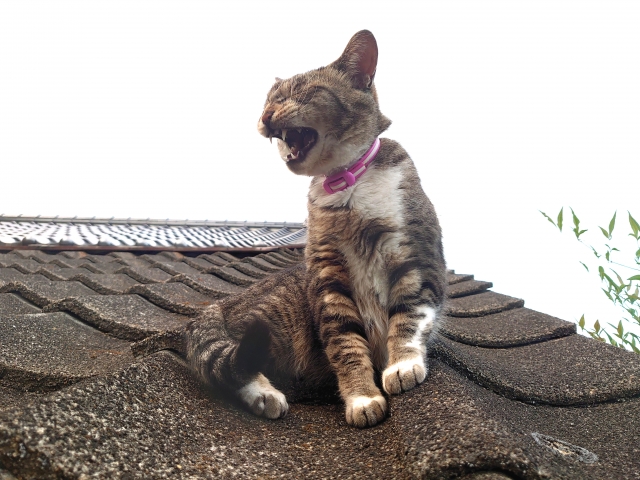 猫がくしゃみをする原因は?|病気のサインを見逃さないためのポイントを解説【獣医師監修】 3 22b7ac394b0ab9d1c00163e343cd3929