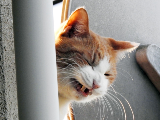 猫がくしゃみをする原因は?|病気のサインを見逃さないためのポイントを解説【獣医師監修】 5 25fc4ddc24c50e5ce4ee4becb1d715d3