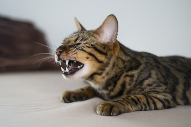 猫がくしゃみをする原因は?|病気のサインを見逃さないためのポイントを解説【獣医師監修】 6 4deb3cf2406d066c7fdae670b63a6bd1