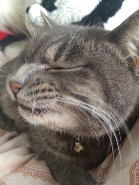 猫がくしゃみをする原因は?|病気のサインを見逃さないためのポイントを解説【獣医師監修】 7 7155efd7ae693d7973025b178432d428