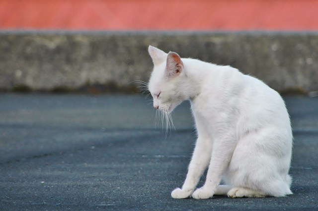 猫の呼吸が速いのは病気のサイン?正常な呼吸数と受診の目安を解説【獣医師監修】 13 effb858f3148e7972c66d508da1061f1