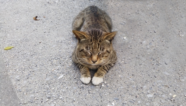 711361fd83809d161a4eb1c26eb60909