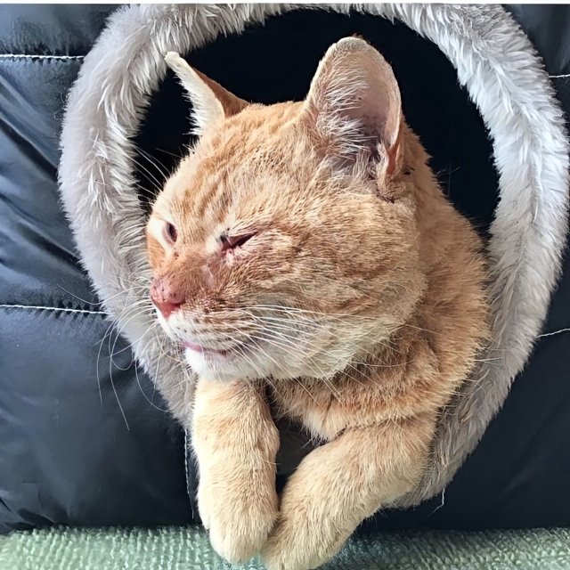 61f0ba3dea7c03f8dc449ef2142c0af2