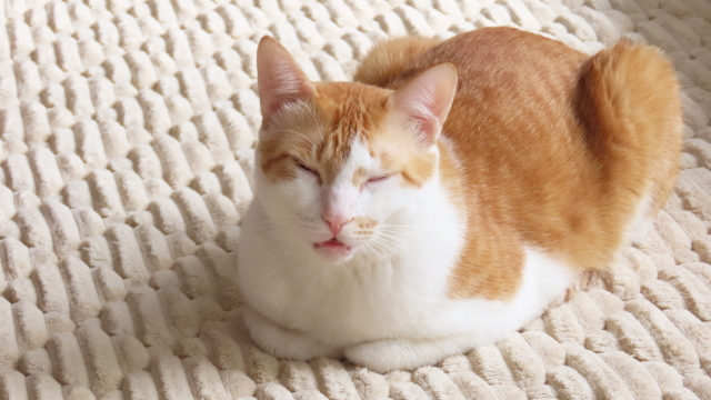 95944c2dc09f21ad71758f6a04d6221a