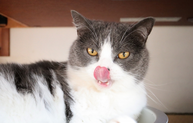 猫にお肉を与えても大丈夫?鶏肉・豚肉・牛肉の種類別に注意点を解説! 1 092b8667dd22dff685343b8ea4f0fe85