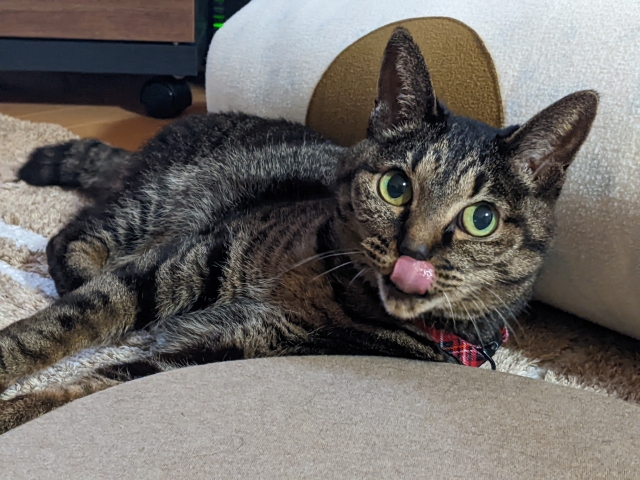 猫にお肉を与えても大丈夫?鶏肉・豚肉・牛肉の種類別に注意点を解説! 4 6adcc5b8d09a376cc932dd93a489a508