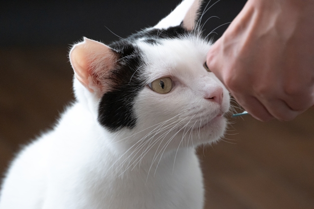 猫にお肉を与えても大丈夫?鶏肉・豚肉・牛肉の種類別に注意点を解説! 6 846ad4d24db9b2ca39b46ba01135d5f8