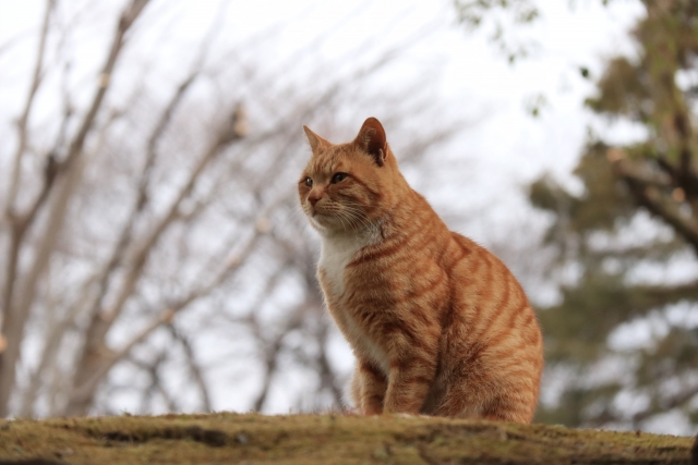 bc90426ed372250bb41b8539e5aa9013 1