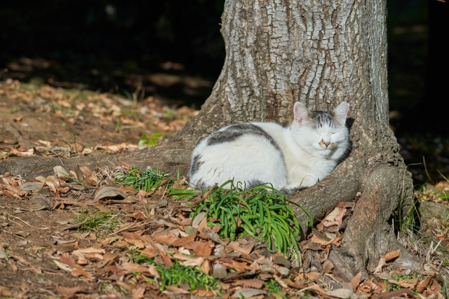 b7984bea9a3b44a68cd40775cf4a40b5 1