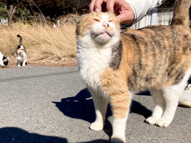 4a698d089ae7c13d2c5f15f968878bc8 1