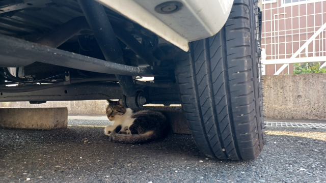 55df32a613be85a0202fe5327bb547e2 1