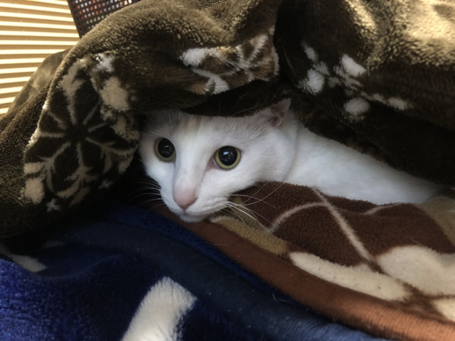 15bc866438f7744a9b4b1855c0cd10ef 1