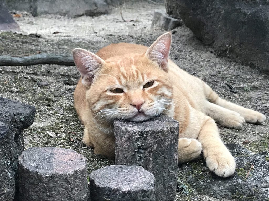 b9a23978a259a3afc09fc1e91cafc6a6