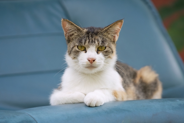 7c630d345e92d5e9a23d98ab9f5ee5c2