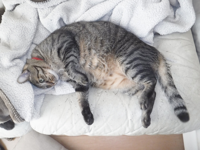 f2a6c659239a66a3997d4febe82c0ff4