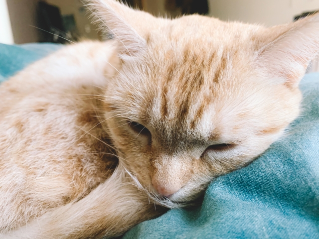 1dda026d2fa5cca3f7caac0345d4fde5