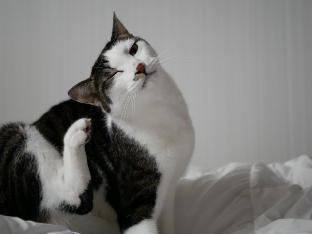 猫に多い皮膚病とは|赤い、かゆい、毛が抜けるといった症状の原因や対策を解説【獣医師監修】 11 a0ae2c2c6af41eb00bd8a27901c035c4
