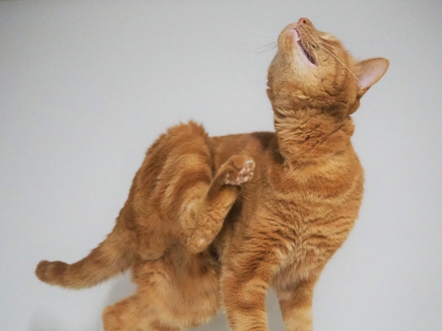 7bf25e83aa2e1626cf7638105ad078d0