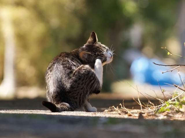 6e3f5eaf839e24902a79928dd0e2c409