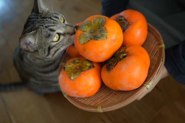 7d2befb9ef7a0d007c4ebcfa49d259fe