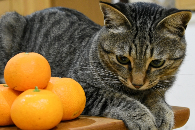 猫にフルーツを与えても大丈夫?食べられる種類と危険なものを一覧解説! 2 3c8dff51745bf9e59dd27e33ad929259