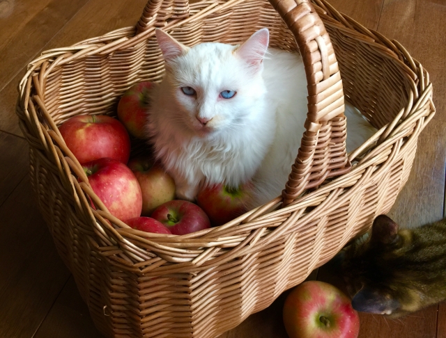 猫にフルーツを与えても大丈夫?食べられる種類と危険なものを一覧解説! 3 f1397fee3d5fddd7f8a7fe4071238259